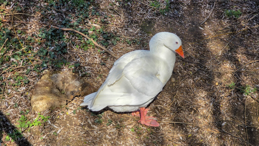 Br&uuml;ckenkopfpark J&uuml;lich
