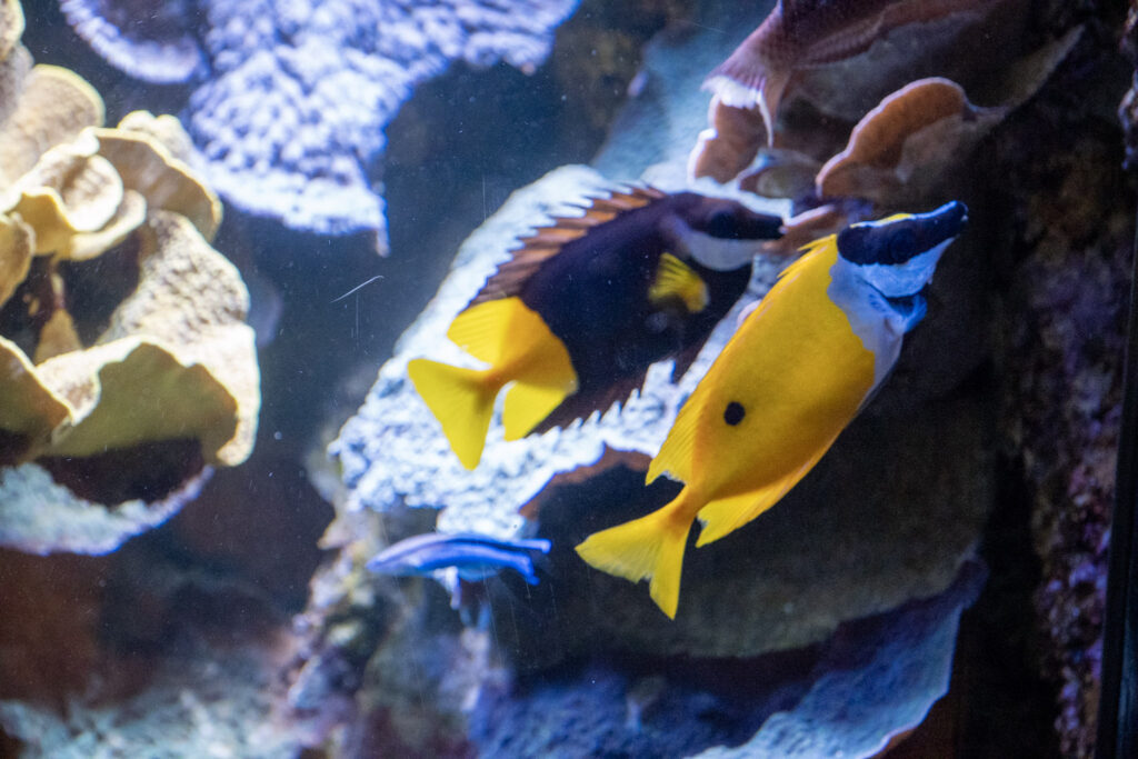 Aquazoo L&ouml;bbecke Museum D&uuml;sseldorf