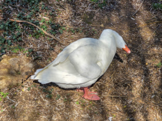 Br&uuml;ckenkopfpark J&uuml;lich