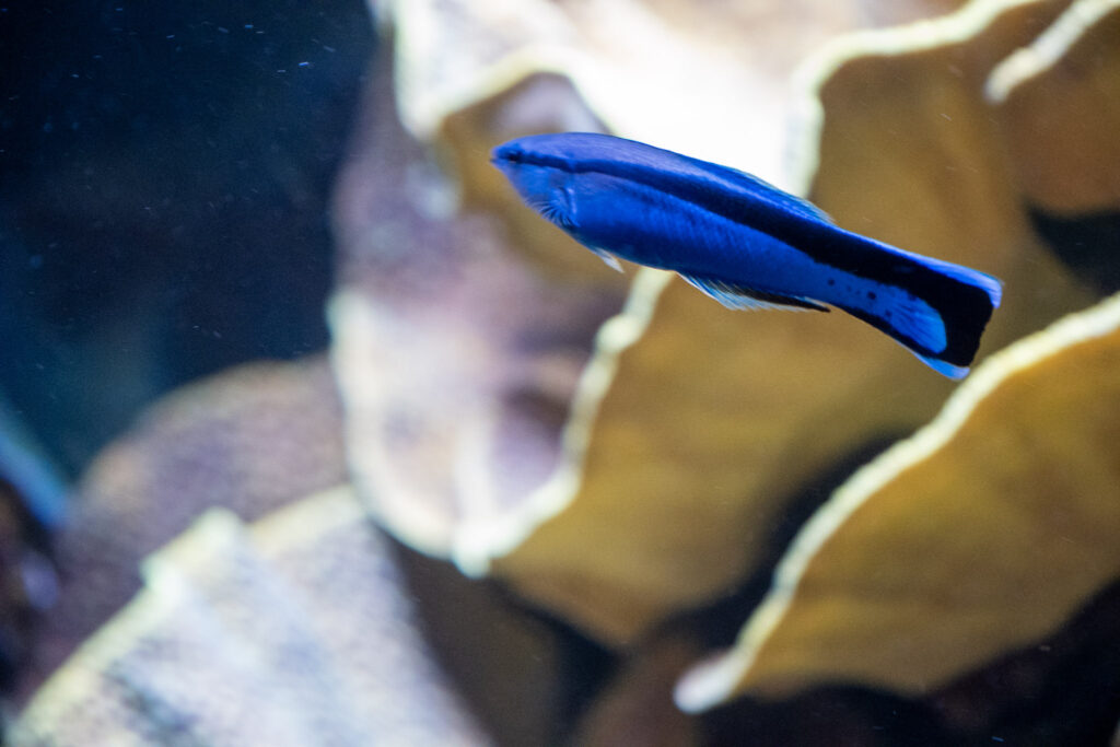Aquazoo L&ouml;bbecke Museum D&uuml;sseldorf