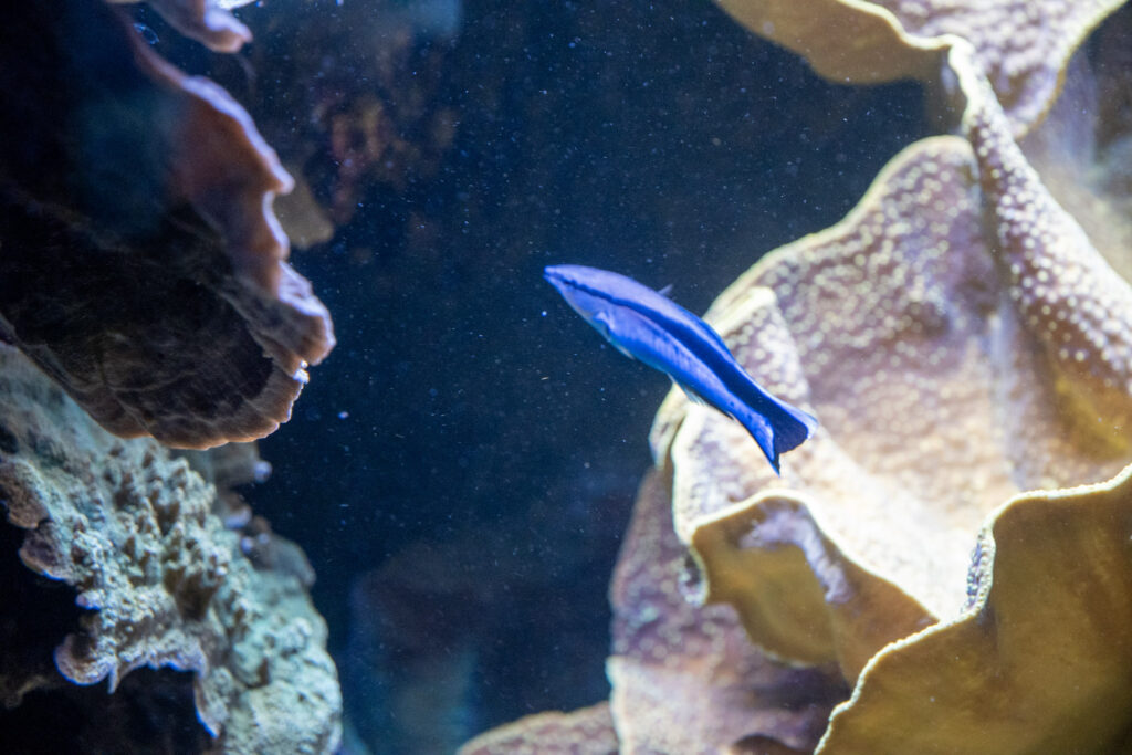 Aquazoo L&ouml;bbecke Museum D&uuml;sseldorf