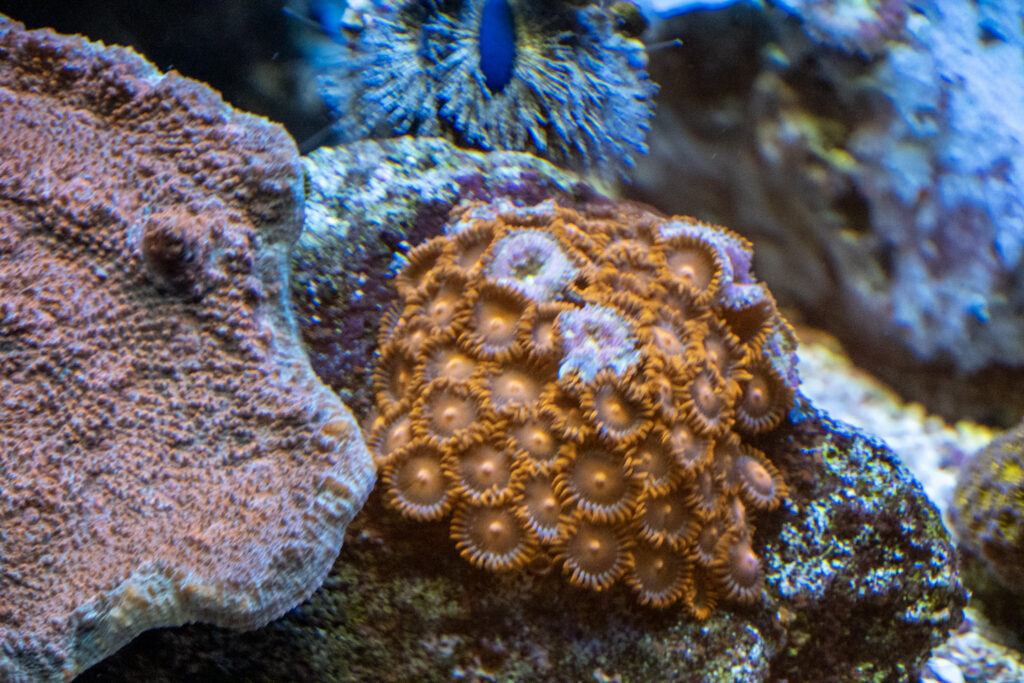 Aquazoo L&ouml;bbecke Museum D&uuml;sseldorf
