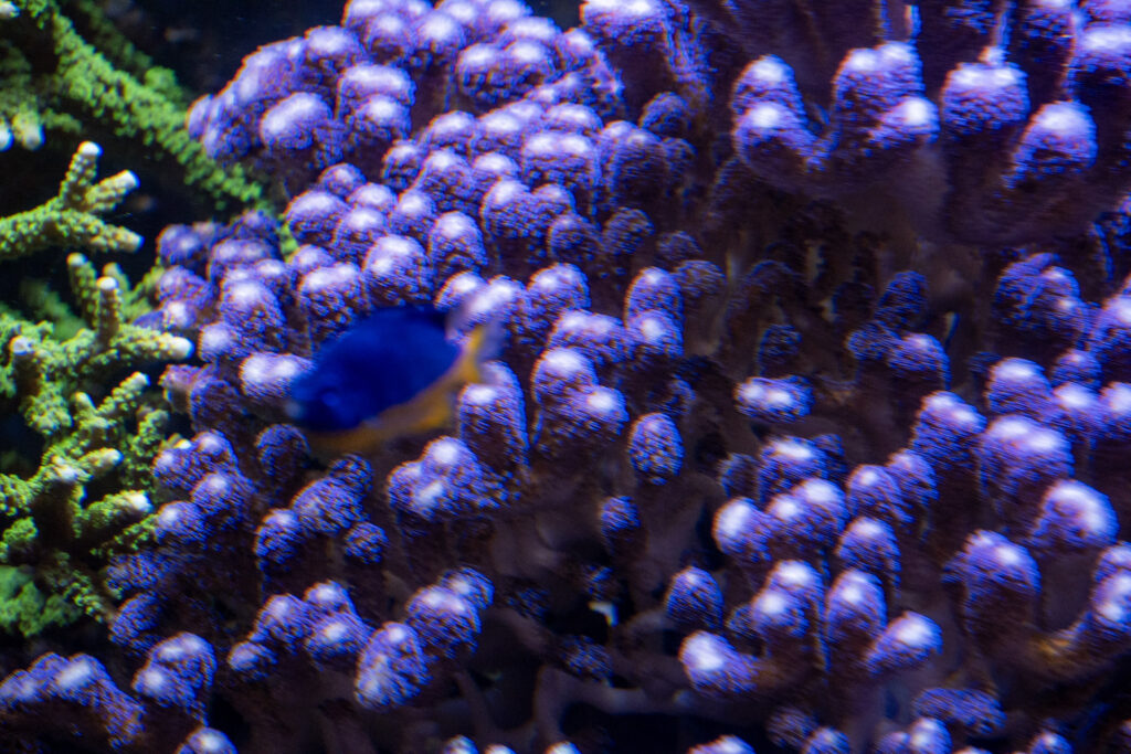 Aquazoo L&ouml;bbecke Museum D&uuml;sseldorf