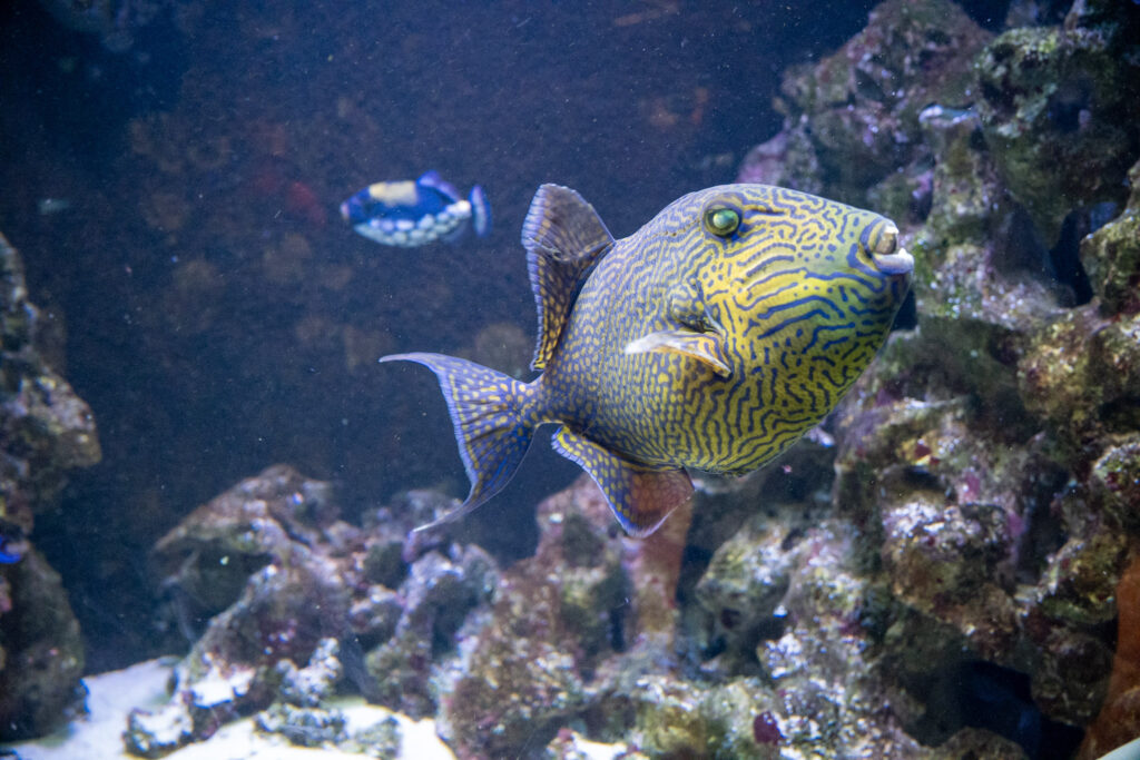 Aquazoo L&ouml;bbecke Museum D&uuml;sseldorf